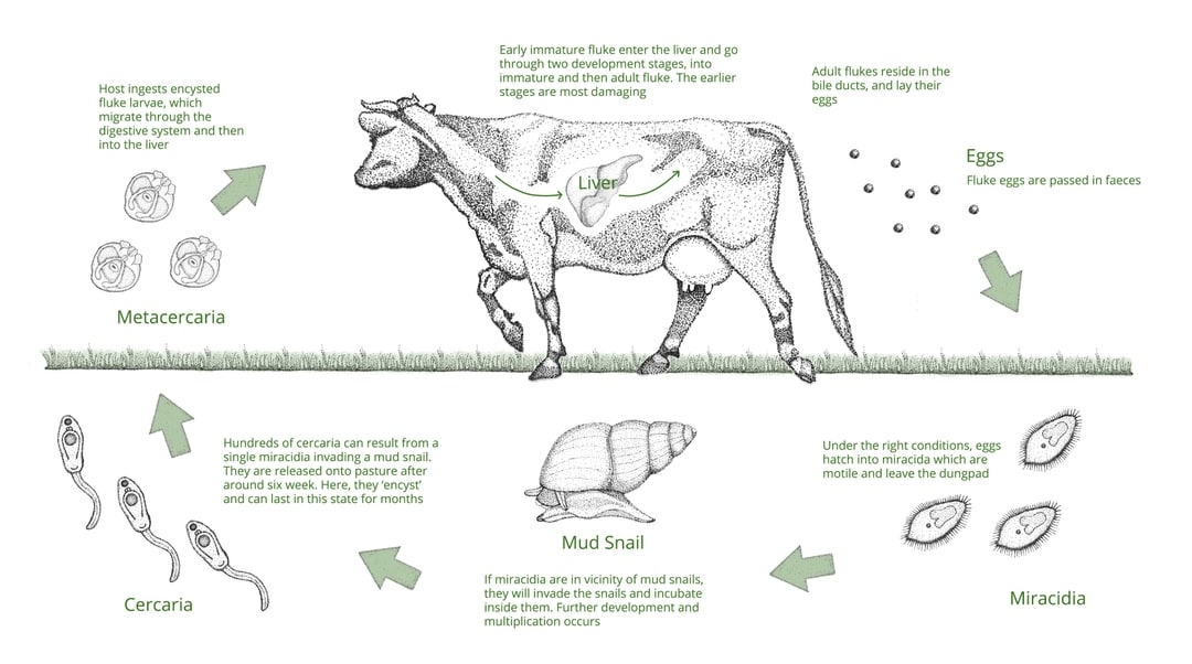 Liver Fluke Diseases & Solutions Farm Health First